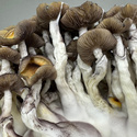 Zamnesia Ready-2-Grow Bag ”Golden Teacher”