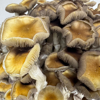 Zamnesia Ready-2-Grow Bag ”Golden Teacher”