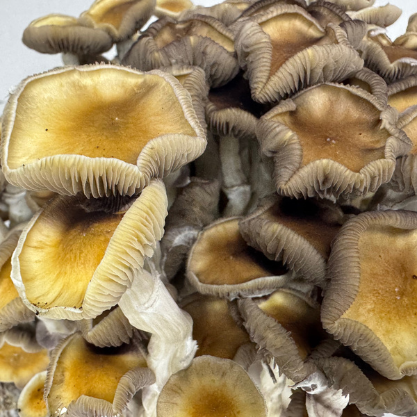 Zamnesia Ready-2-Grow Bag ”Golden Teacher”