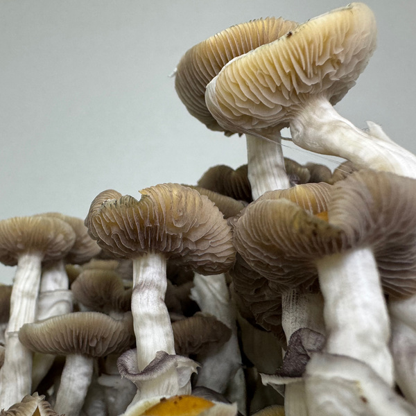 Zamnesia Ready-2-Grow Bag ”Golden Teacher”