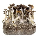 Zamnesia Ready-2-Grow Bag ”Golden Teacher”