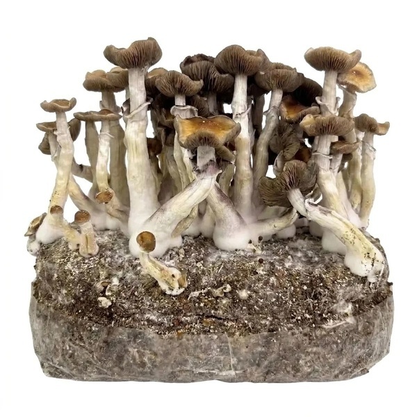 Zamnesia Ready-2-Grow Bag ”Golden Teacher”