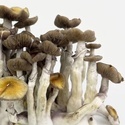 Zamnesia Ready-2-Grow Bag ”Golden Teacher”