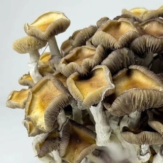 Zamnesia Ready-2-Grow Bag ”Golden Teacher”