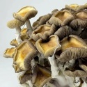 Zamnesia Ready-2-Grow Bag ”Golden Teacher”