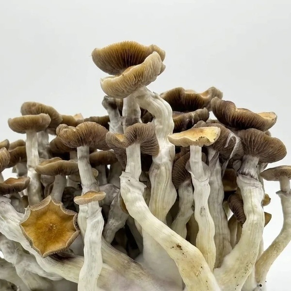 Zamnesia Ready-2-Grow Bag ”Golden Teacher”