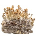 Zamnesia Ready-2-Grow Bag ”Golden Teacher”