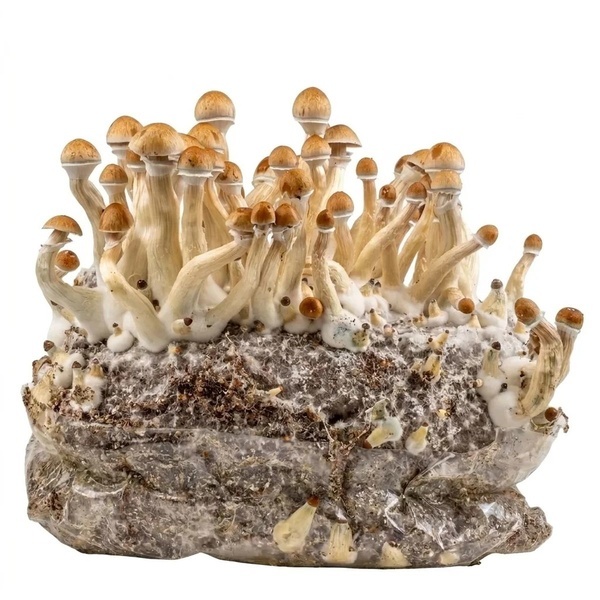 Zamnesia Ready-2-Grow Bag ”Golden Teacher”
