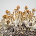 Zamnesia Ready-2-Grow Bag ”Golden Teacher”