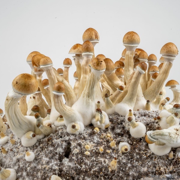 Zamnesia Ready-2-Grow Bag ”Golden Teacher”