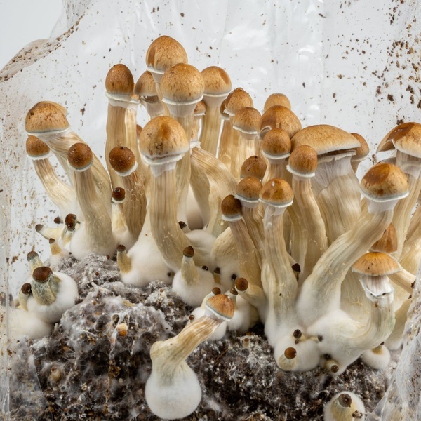 Zamnesia Ready-2-Grow Bag ”Golden Teacher”