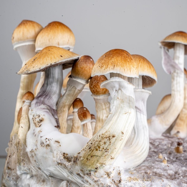 Zamnesia Ready-2-Grow Bag ”Golden Teacher”