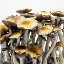 Zamnesia Ready-2-Grow Bag 'McKennaii'