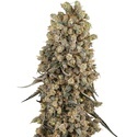 Atomic Blue Dream (Sensi Seeds) Feminisoidut
