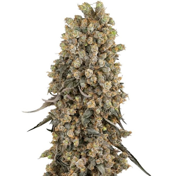 Atomic Blue Dream (Sensi Seeds) Feminisoidut