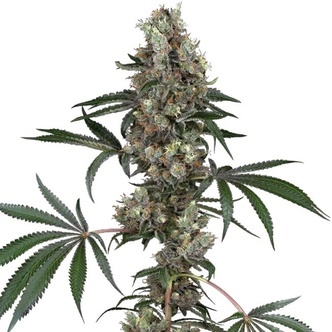Chemberries (White Label) feminisoidut kannabiksen siemenet