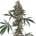 Chemberries (White Label) Feminisoidut