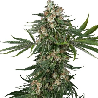 Fallout OG (White Label) Feminisoidut