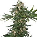 Fallout OG (White Label) Feminisoidut