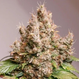 Auto Red Tropicana Cookies (Dutch Passion) Feminisoidut