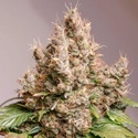 Auto Red Tropicana Cookies (Dutch Passion) Feminisoidut
