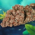 Auto Red Tropicana Cookies (Dutch Passion) Feminisoidut