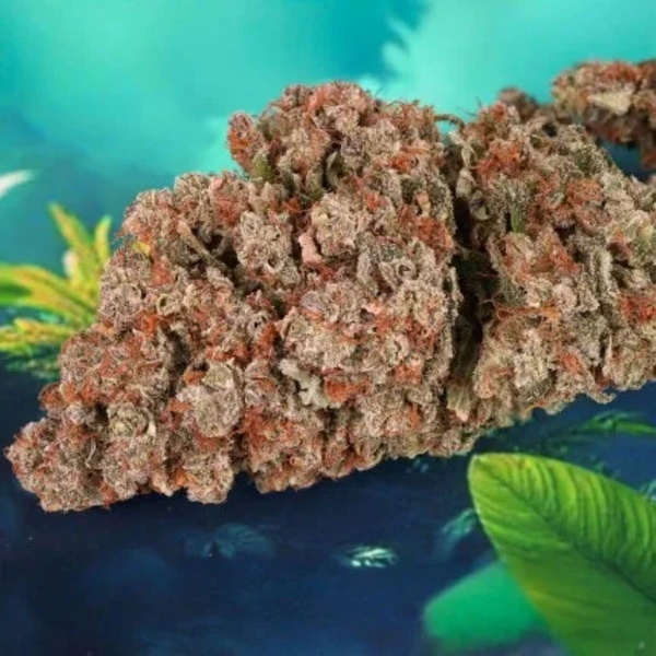 Auto Red Tropicana Cookies (Dutch Passion) Feminisoidut