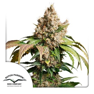 Auto Red Tropicana Cookies (Dutch Passion) Feminisoidut