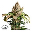 Auto Red Tropicana Cookies (Dutch Passion) Feminisoidut