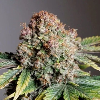 Auto Strawberry Soda (Dutch Passion) Feminisoidut