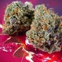 Auto Strawberry Soda (Dutch Passion) Feminisoidut