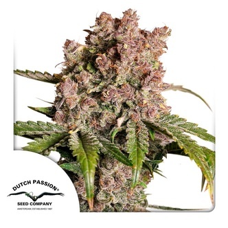 Auto Strawberry Soda (Dutch Passion) feminisoidut kannabiksen siemenet