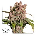 Auto Strawberry Soda (Dutch Passion) Feminisoidut
