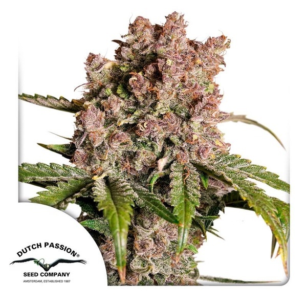 Auto Strawberry Soda (Dutch Passion) Feminisoidut