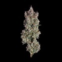 Shortcut Autoflower (Happy Valley Genetics) Feminisoidut