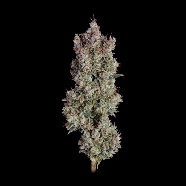 Shortcut Autoflower (Happy Valley Genetics) Feminisoidut