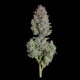 Easy Button Autoflower (Happy Valley Genetics) Feminisoidut