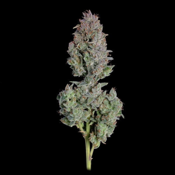 Easy Button Autoflower (Happy Valley Genetics) Feminisoidut