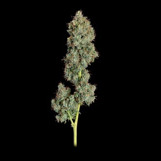 Everglades OG Autoflower (Happy Valley Genetics) Feminisoidut