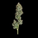 Everglades OG Autoflower (Happy Valley Genetics) Feminisoidut