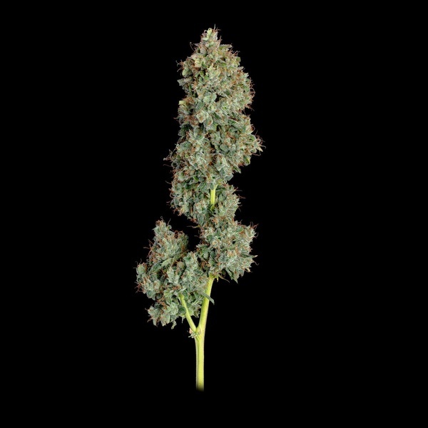 Everglades OG Autoflower (Happy Valley Genetics) Feminisoidut