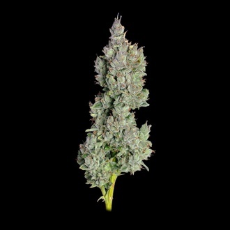 Pineapple Daddy Autoflower (Happy Valley Genetics) Feminisoidut