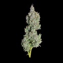 Pineapple Daddy Autoflower (Happy Valley Genetics) Feminisoidut