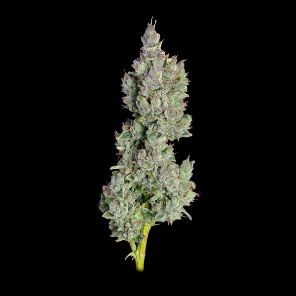 Pineapple Daddy Autoflower (Happy Valley Genetics) Feminisoidut