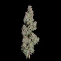 Pineapple Diesel Autoflower (Happy Valley Genetics) Feminisoidut