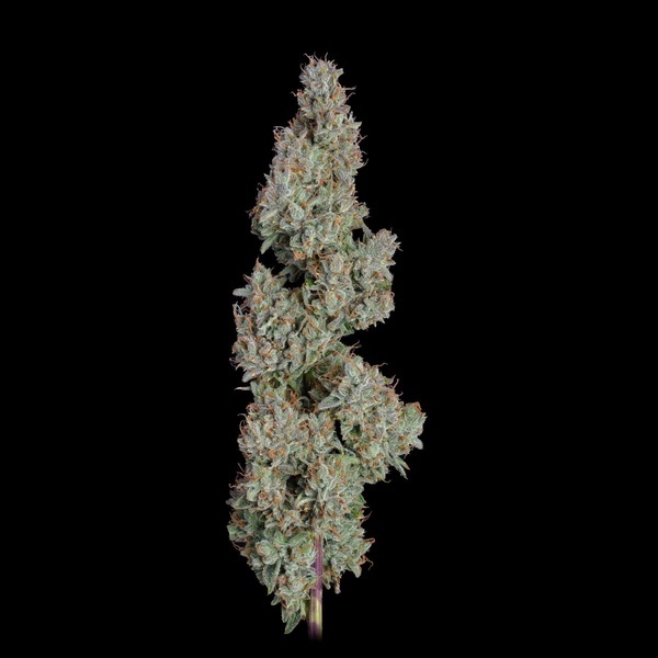 Pineapple Diesel Autoflower (Happy Valley Genetics) Feminisoidut