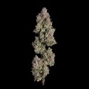 Oh My Thai Autoflower (Happy Valley Genetics) Feminisoidut