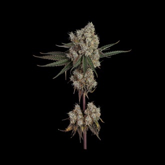 Another Level (Happy Valley Genetics) Feminisoidut