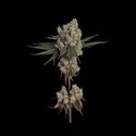 Another Level (Happy Valley Genetics) Feminisoidut