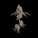 Candy Games 25 (Happy Valley Genetics) Feminisoidut